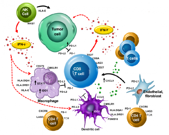 MacroGenics, NanoString to Co-Develop Immuno-Oncology Biomarkers